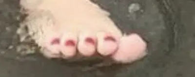 Pezinho e rostinho (Footjob) pé gordinha (vazada) cover image