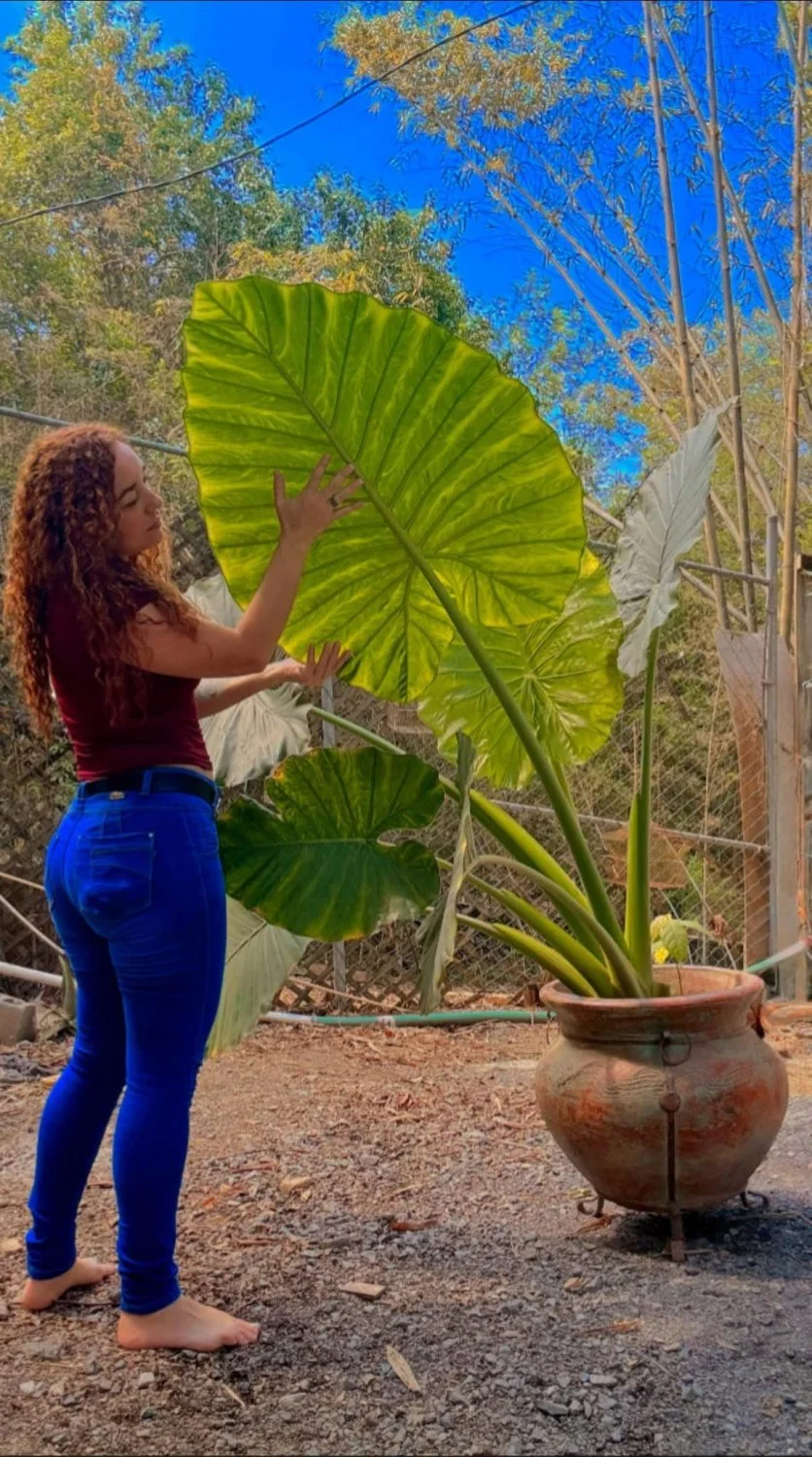 REGIA CULONA CADERONA , para llenarla de mecos image 48