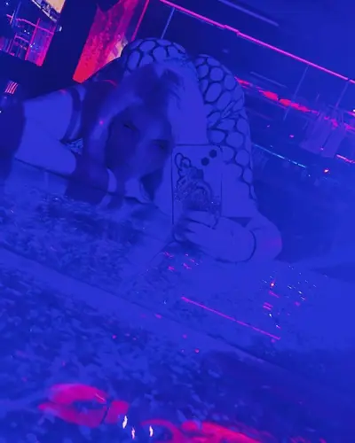 Thick Tatted Latina Stripper Slut cover image