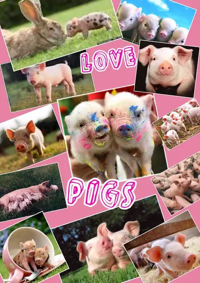 Collage cover image