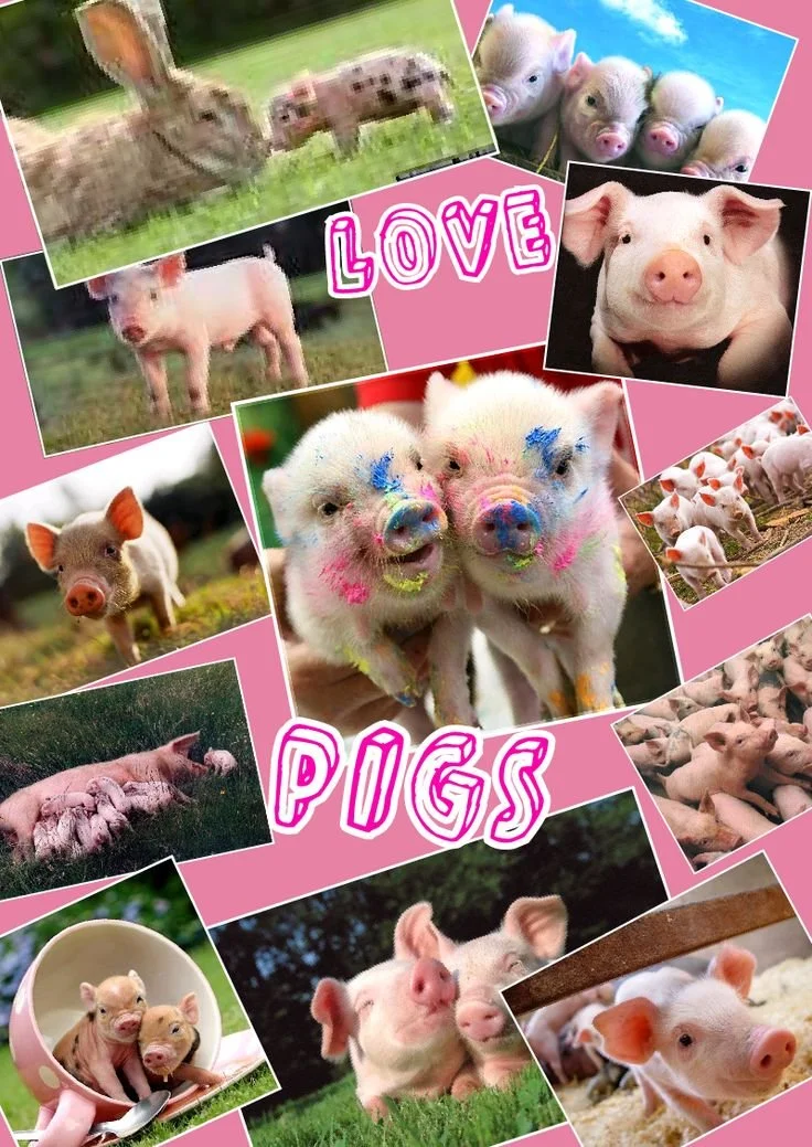 Collage main image