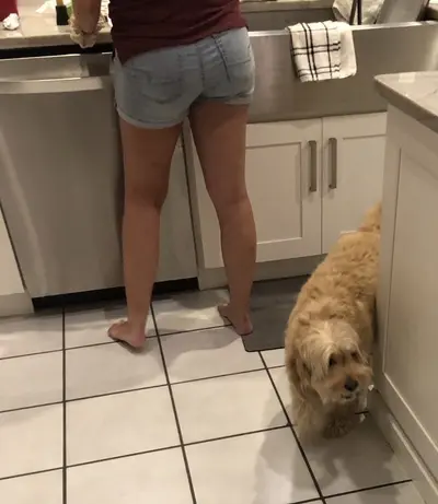 Taking a picture of my friend's dog to creep on his sister cover image