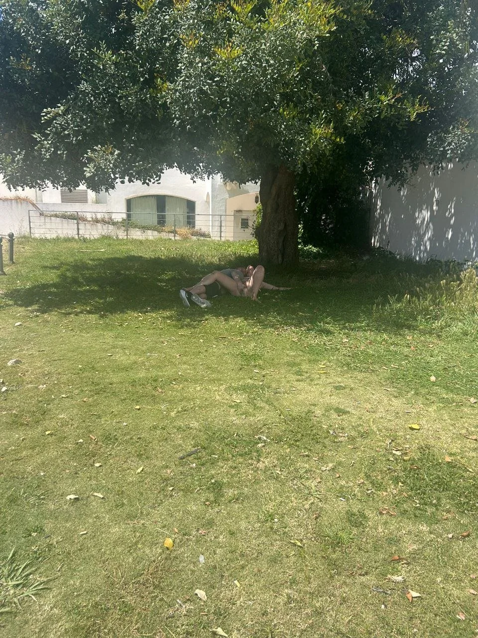 Tugas a foder no meio do jardim image 3