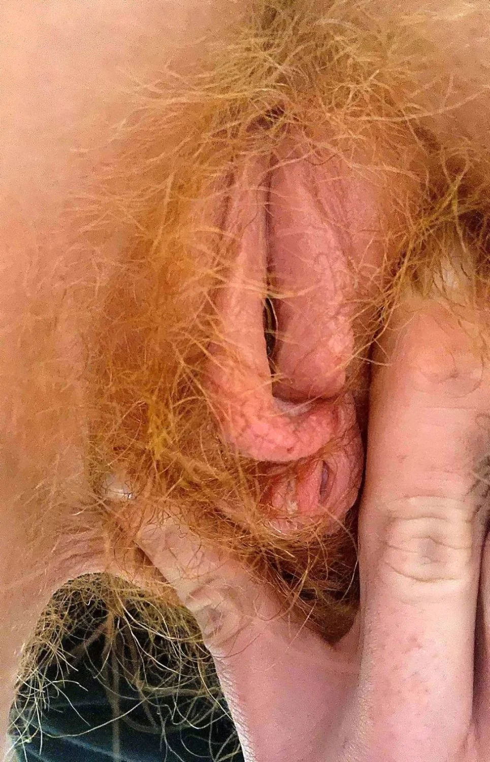 Ginger minge image 32