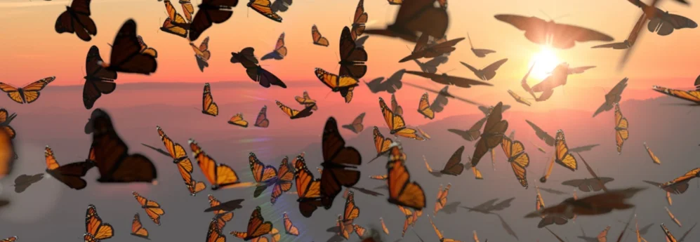 🦋Colombian L. image 2