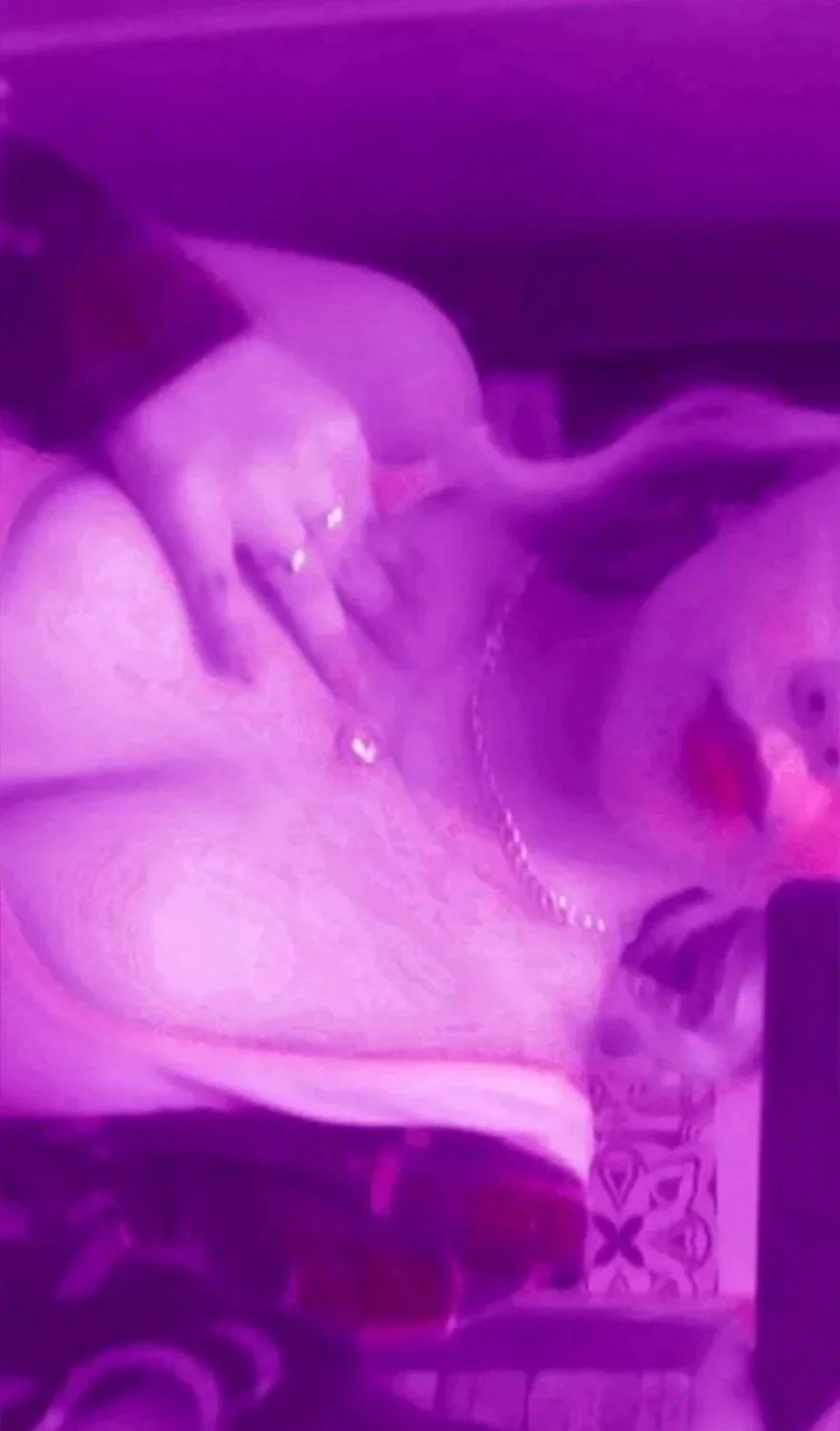 Pendeja trola hermosa blanquita rica culona con coño con pelitos nudes image 17