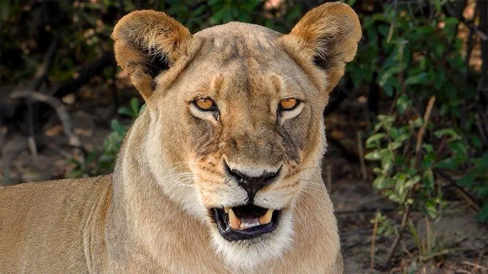 She looks like a cat. She has a "feline" type of face. Still a baddie image 10