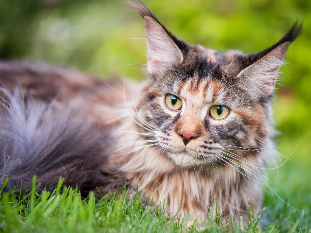 She looks like a cat. She has a "feline" type of face. Still a baddie image 11