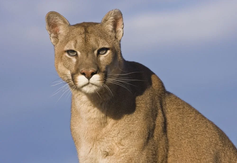 She looks like a cat. She has a "feline" type of face. Still a baddie image 2