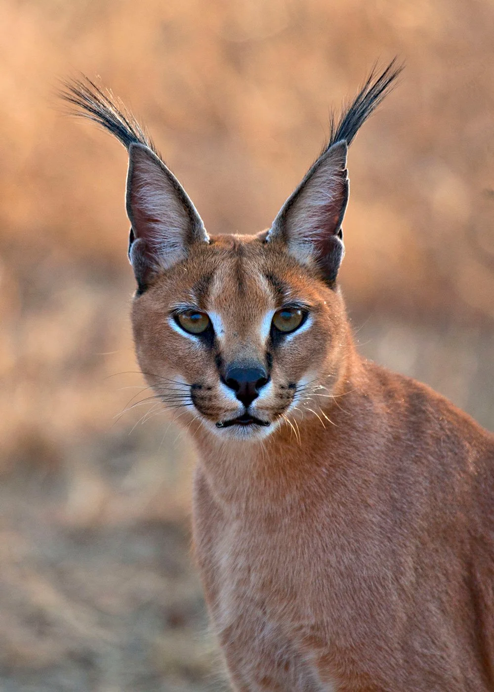 She looks like a cat. She has a "feline" type of face. Still a baddie image 4