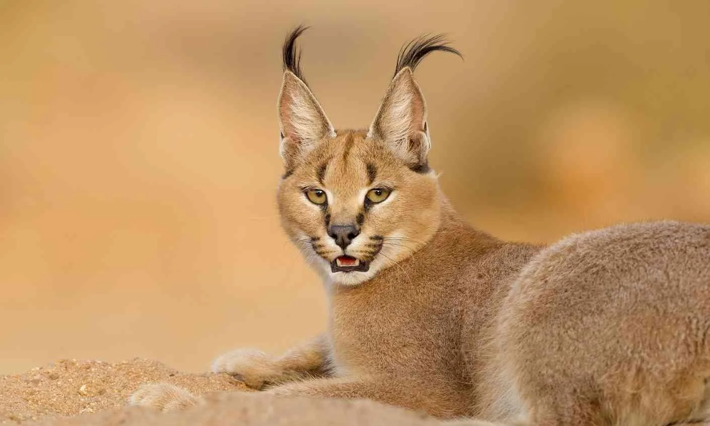 She looks like a cat. She has a "feline" type of face. Still a baddie image 8