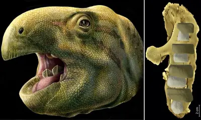 Moe booty a Mixture Between Eddie Murphy and A dinosaur every Guy Love Geek Girls Morden Times cover image