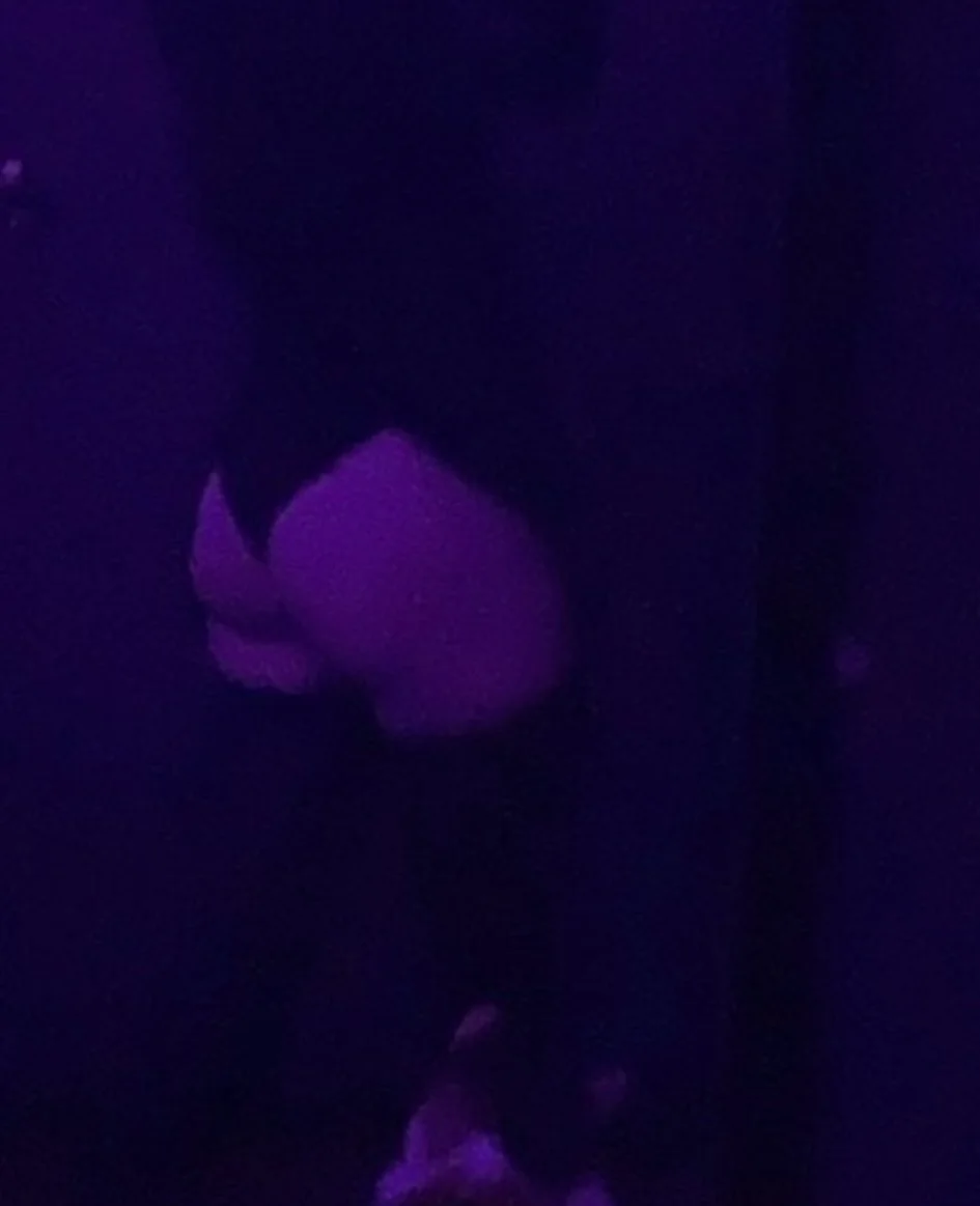 @ccloebloww image 17